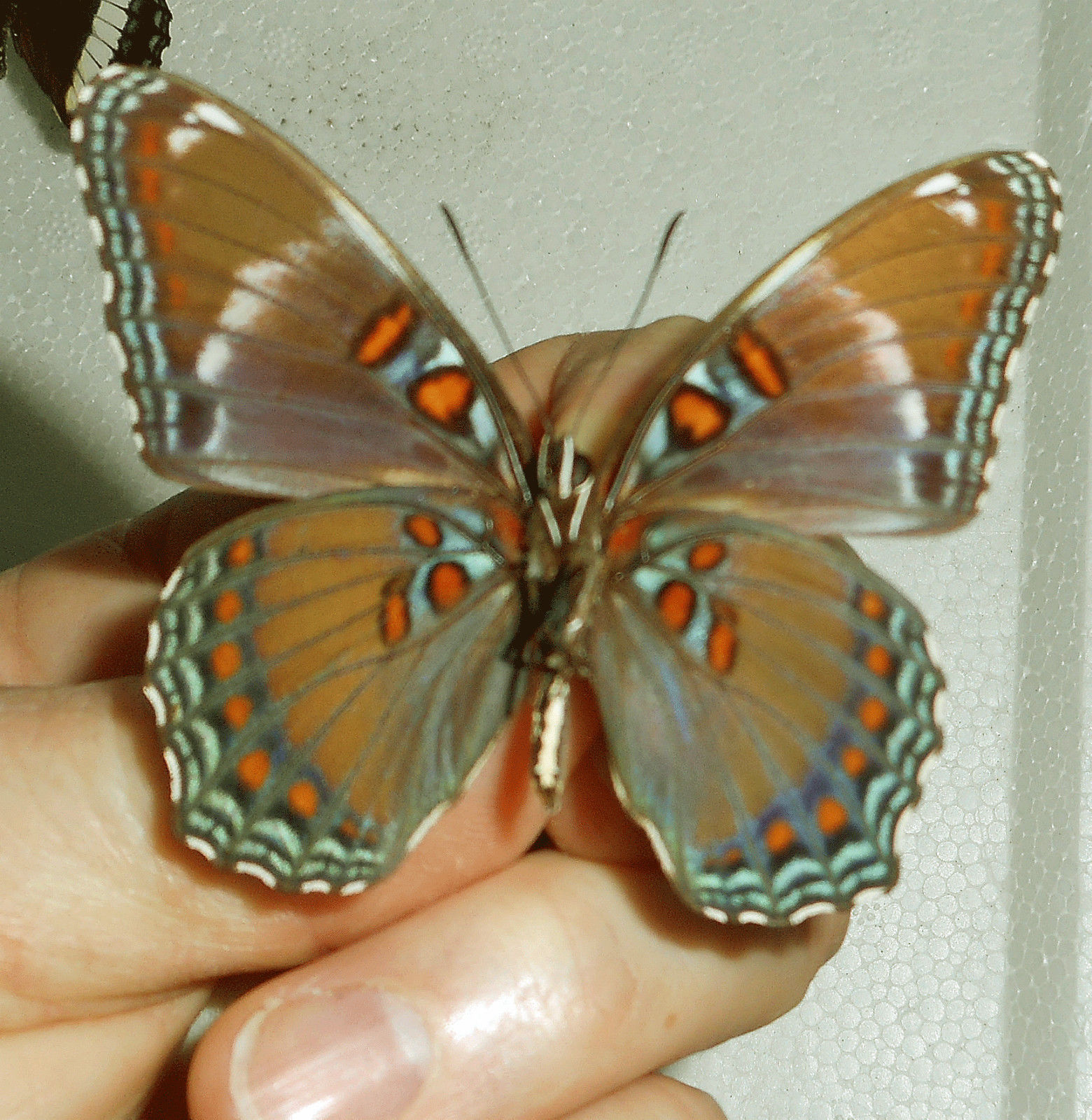 Limenitis arthemis astyanax male (aberrant, verso) [Internet image property of respective owner, non commercial use only]